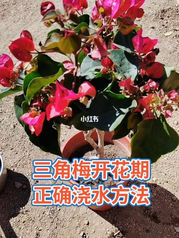 三角梅做好哪些养护技巧全年开花