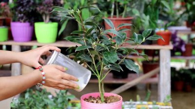 夏季怎么养茶花不黄叶不掉叶 夏季如何保持茶花绿叶不掉落