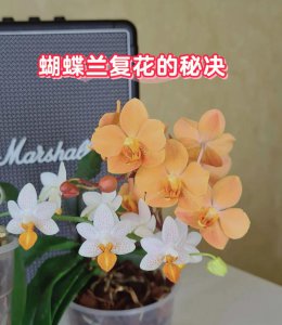 蝴蝶兰如何复花花苞蹭蹭冒 蝴蝶兰花苞如何再次绽放