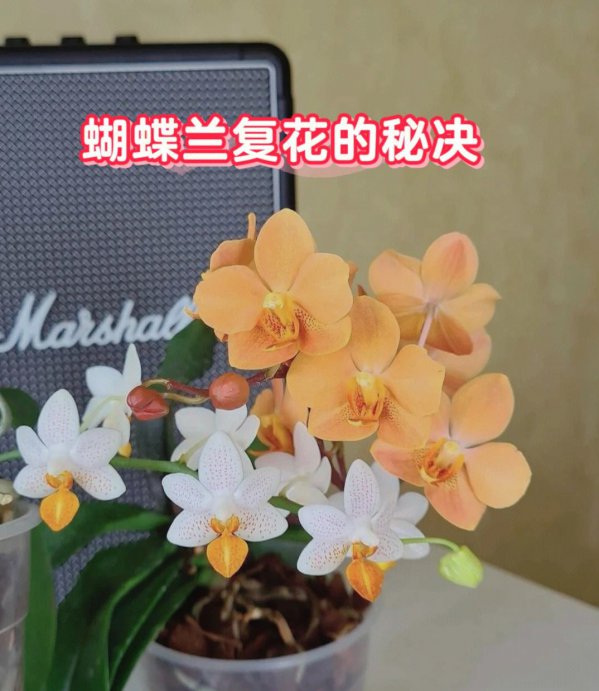 蝴蝶兰如何复花花苞蹭蹭冒