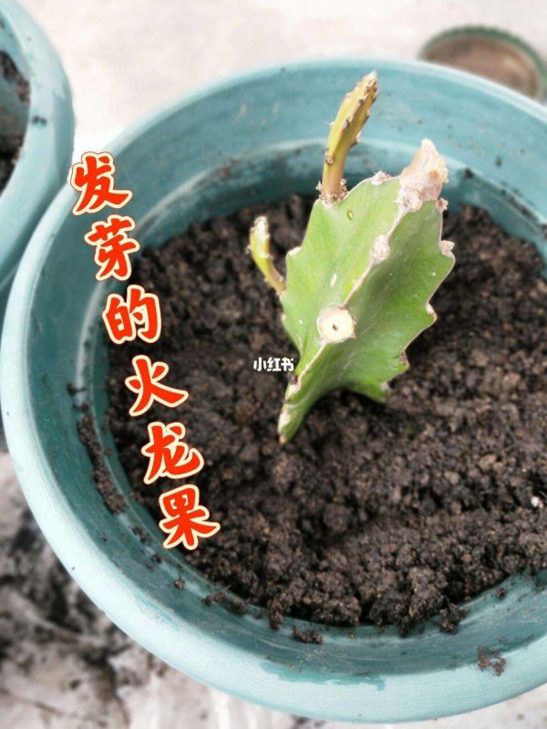 火龙果枝条如何扦插养护