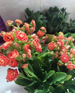 用什么养护长寿花花开满枝头 用何品丹养护花垂枝头