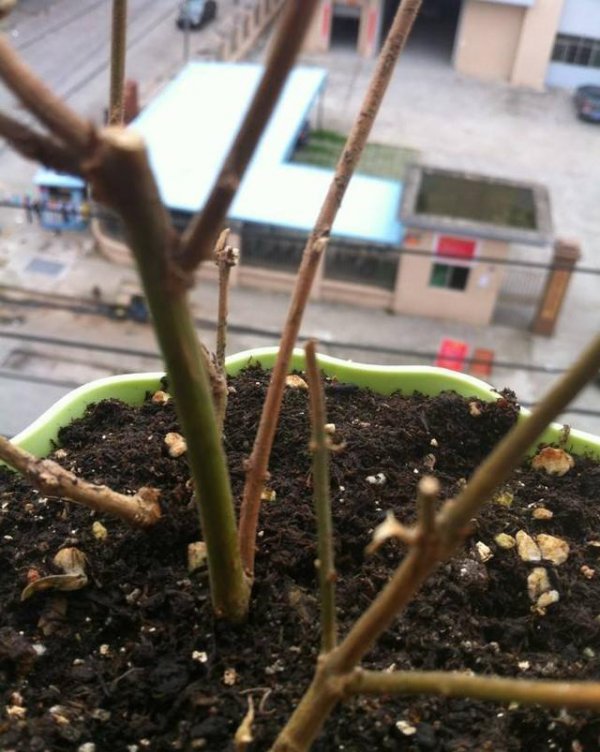茉莉花不长新芽要怎么处理