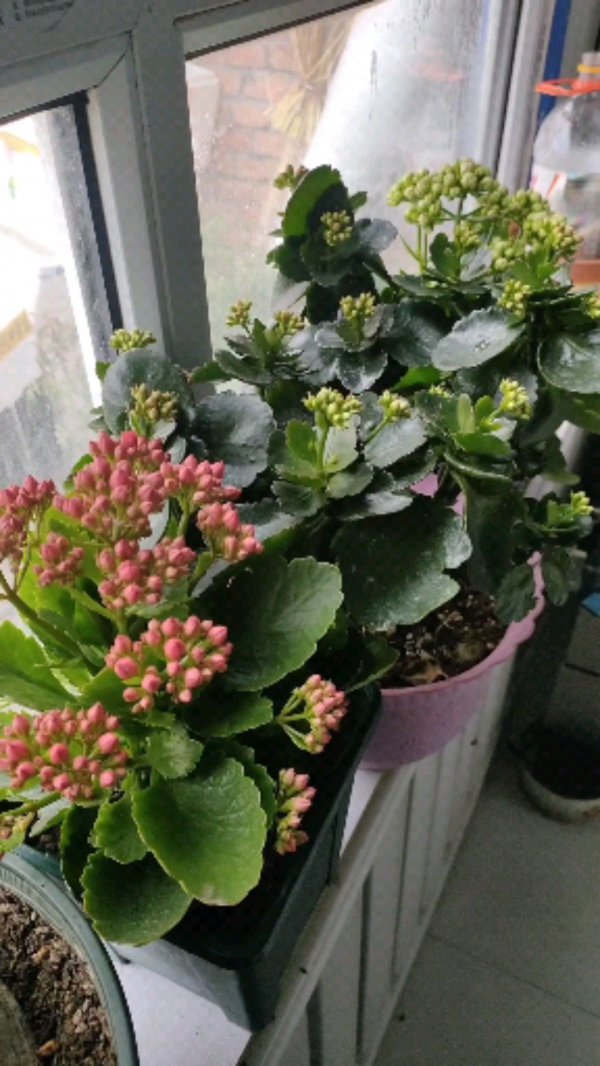 长寿花不开花需要怎么进行养护