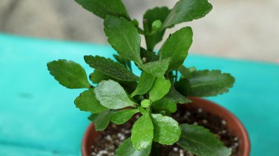 长寿花叶片发软需要怎么避免呢 如何防止长寿花叶片变软？