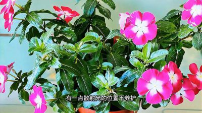 长春花要怎么养护开花多 如何养护长春花让其开花更多