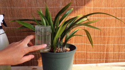夏季要不要给墨兰停止施肥 夏季是否需要停止给墨兰施肥？