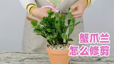 蟹爪兰叶片为什么要疏剪 为何要修剪螃蟹兰的叶子？