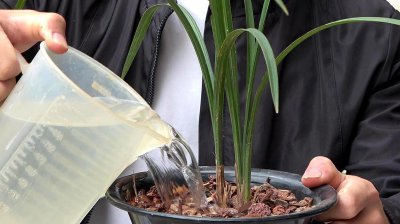 夏季什么时间段给兰花浇水 夏季兰花适合什么时候浇水