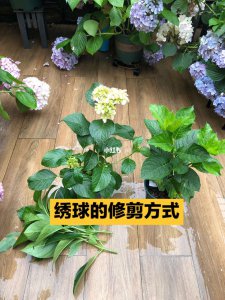 绣球花花谢后如何修剪施肥 绣球花凋谢后的修剪和施肥技巧