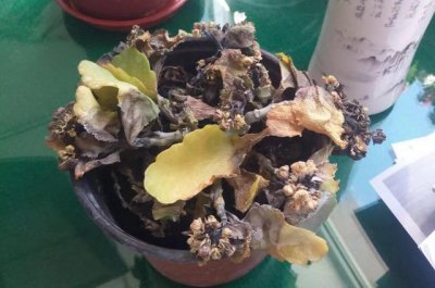 长寿花叶片腐烂该如何进行处理 长寿花叶片腐烂怎么办？