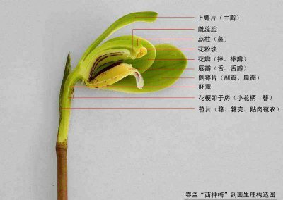 夏季兰花养分都是从哪里来的呢 夏季兰花的养分来源在哪里？