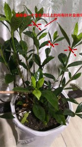 夏季如何养护栀子花生长茂盛开花多