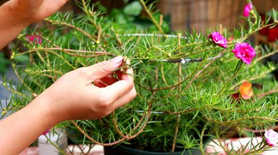 太阳花夏季如何施肥花开满枝头 夏季施肥让太阳花盛放
