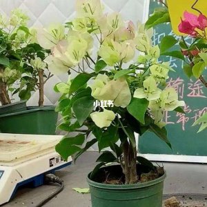 三角梅花败后要不要多浇水 三角梅花凋谢后需不需要增加浇水量