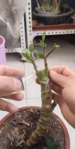 长寿花如何移栽防止根系腐烂 防止长寿花根系腐烂的移栽技巧