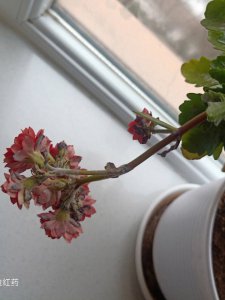 长寿花叶片腐烂要如何拯救呢 长寿花叶片腐烂怎么处理？