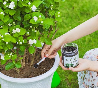 茉莉花开花后如何进行施肥 茉莉花盆栽开花后应如何施肥