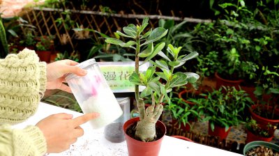 沙漠玫瑰要想花期延长该怎么养护