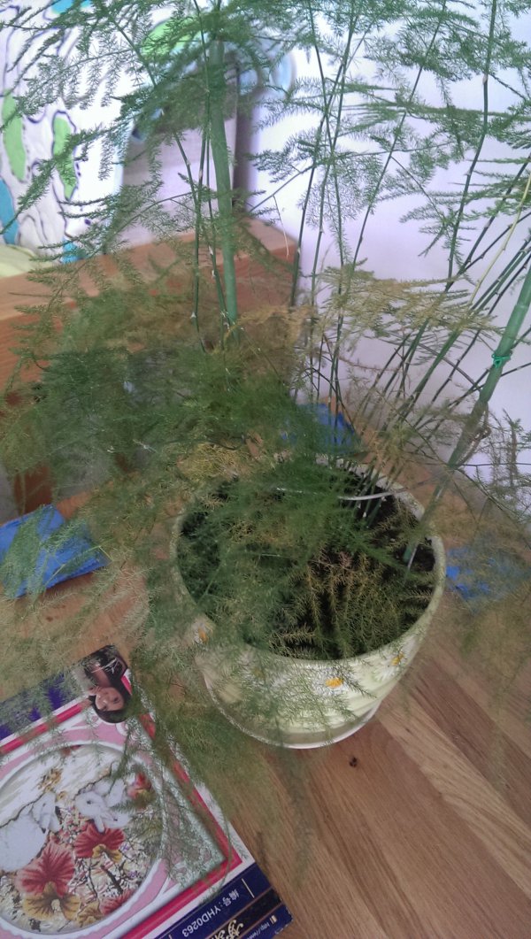 文竹叶片发黄不生长该怎么解决