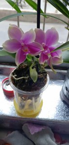 新买蝴蝶兰夏季正确养护方法 夏季蝴蝶兰新购养护指南