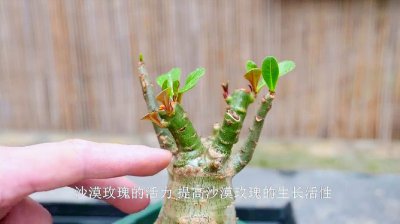 沙漠玫瑰修剪后如何处理冒新芽 修剪后的沙漠玫瑰如何处理新芽？