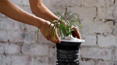 如何自制肥水去浇灌兰花 制作肥水浇灌兰花的方法