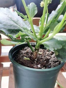 夏季如何避免长寿花根腐 夏季如何预防长寿花根腐？