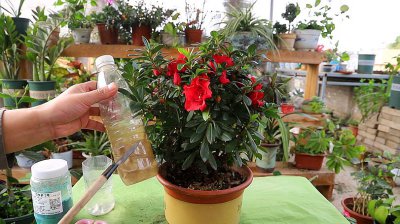 夏季怎么养护杜鹃花生长旺盛 夏季如何有效地照料杜鹃花促使其茂盛生长