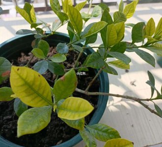 栀子花叶片发黄该如何进行补救 如何处理栀子花叶片发黄问题？