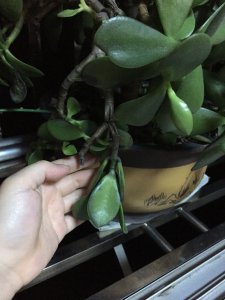 玉树叶片变薄是什么原因引起的 玉树叶片变薄的原因是什么？