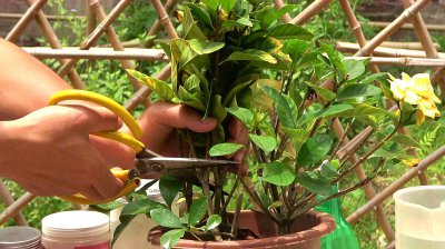 栀子花干枯如何进行修剪 栀子花枯黄修剪技巧