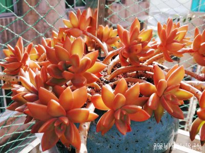 多肉秋季养不活是什么原因造成的 多肉植物为什么养不活秋季？