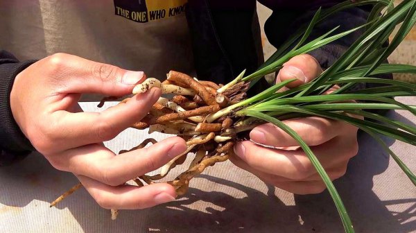 兰花为什么要晾根