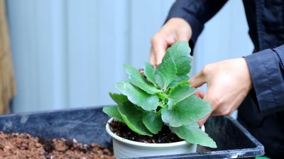 立秋过后如何给长寿花施肥 立秋后长寿花施肥技巧
