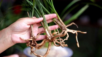 兰花生长期如何促进它花芽分化 如何促进兰花花芽分化？