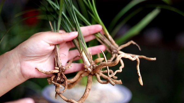兰花生长期如何促进它花芽分化