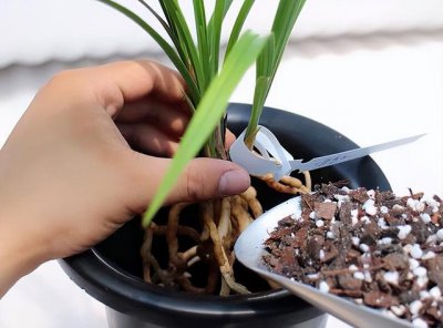 兰花秋季如何进行换盆换土 换盆换土技巧兰花秋季如何操作