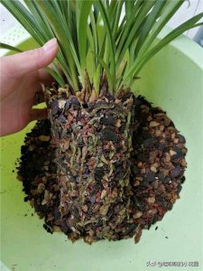 兰花翻盆前植料应该如何选 选择适合兰花翻盆的植物材料