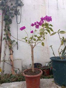 三角梅开花后该怎样进行处理 三角梅开花后的护理技巧