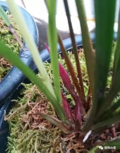 兰花怎么养护秋芽呼呼冒 兰花如何护理秋季新芽？