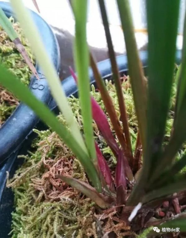 兰花怎么养护秋芽呼呼冒