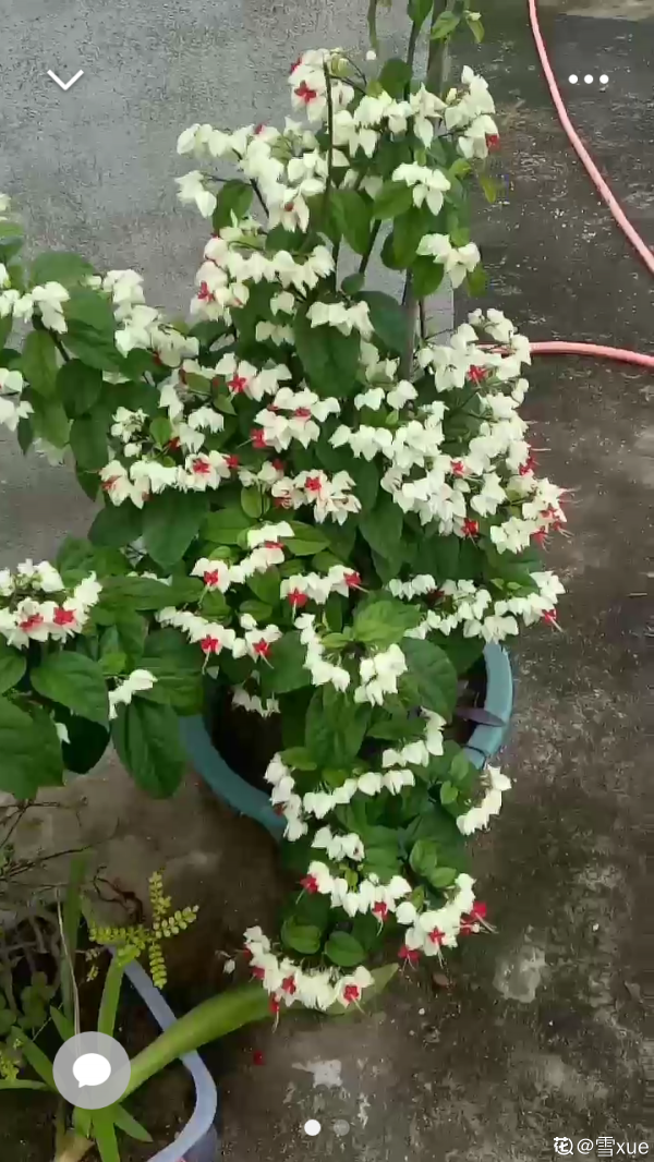龙吐珠水插多久生根