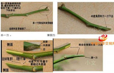老杆蔷薇扦插方法 以老树蔷薇扦插技巧
老树蔷薇扦插指南