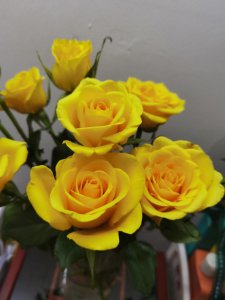 金香玉玫瑰花语是什么 金香玉玫瑰传递的花语是什么？