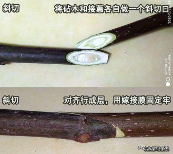 嫁接枝条的选择 选择适合嫁接的枝条