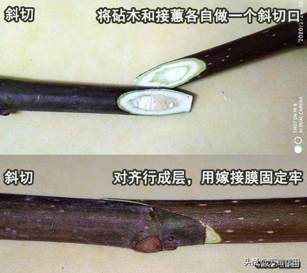 嫁接枝条的选择