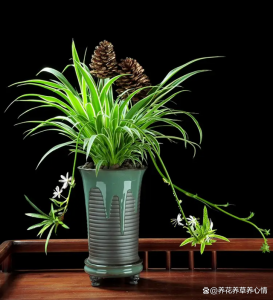 适合室内养花的品种是什么 室内适合种植的花种有哪些？