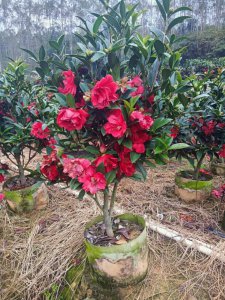 四季茶花新品种有哪些 四季茶花推出哪些新品种？