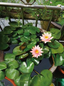 睡莲好养吗 种植睡莲容易吗、养护睡莲的技巧